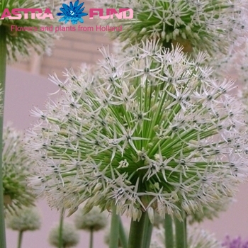 Allium jesdianum 'White Empress' zdjęcie