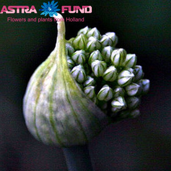 Allium (decoratie) cepa 'Judith' Foto