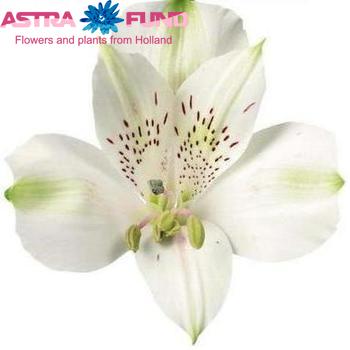 Alstroemeria Anastacia zdjęcie