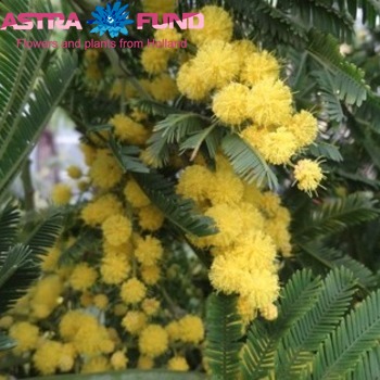 Acacia retinodes groen photo