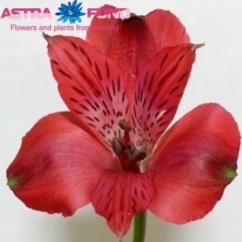 Alstroemeria Antilla zdjęcie