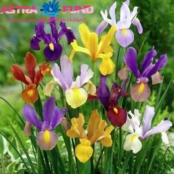 Iris (Hollandse Iris Grp) gemengd 3 kleuren photo