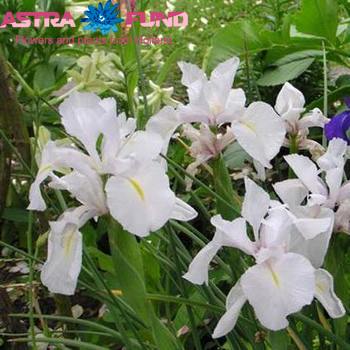 Iris (vaste plant) latifolia overig photo