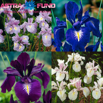 Iris (vaste plant) overig Foto