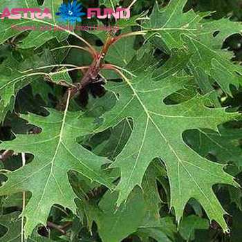 Quercus rubra kleurbehandeld 19% Foto