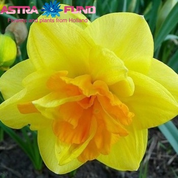 Narcissus Dubbele Grp zonder blad per bos 'Apotheose' zdjęcie