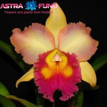 Орхидея обычная остальной Cattleya крупноцветковый фото