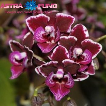 Orchidee?n overig per tak Cattleya mini фото