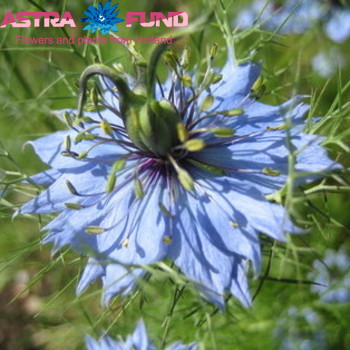Nigella damascena overig blauw фото