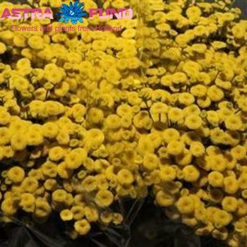 Tanacetum parthenium overig geel Foto