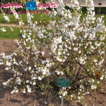 Prunus glandulosa 'Alba Plena' (vertakt) photo