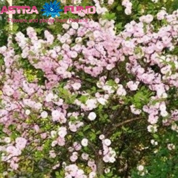 Prunus triloba (vertakt) фото