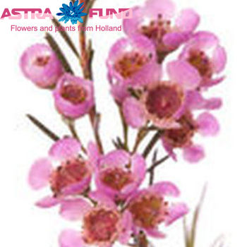 Chamelaucium kleurbehandeld roze 19% photo