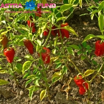 Capsicum annuum per bos overig rood zdjęcie