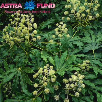 Fatsia japonica kleurbehandeld 19% photo