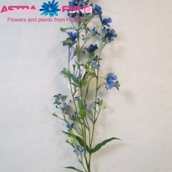 Gypsophila overig kleurbehandeld blauw 19% zdjęcie