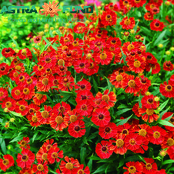 Helenium per bos 'Red King' photo