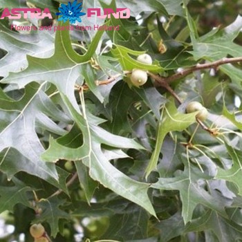 Quercus palustris kleurbehandeld 19% Foto