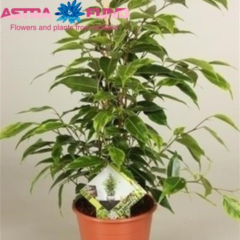 Ficus benjamina 'Anastasia' photo