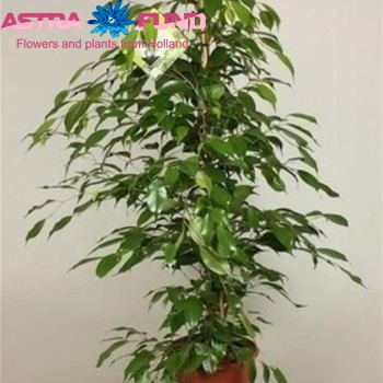 Ficus benjamina 'Danita' zdjęcie
