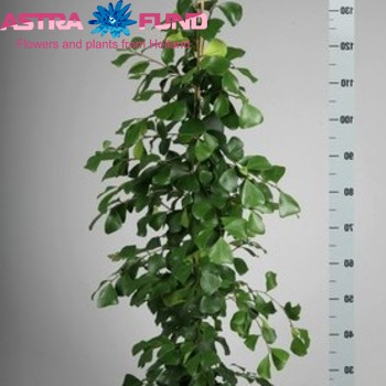 Ficus natalensis 'Trinova' zdjęcie