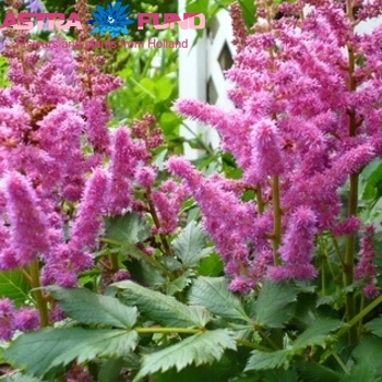 Astilbe Visions in Pink фото