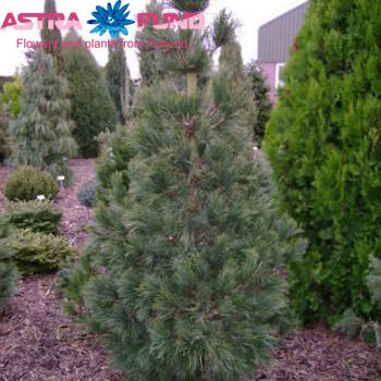 Pinus Cembra photo