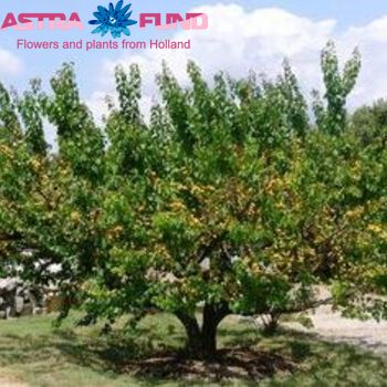 Prunus Armeniaca Apricot (Laagstam) Foto