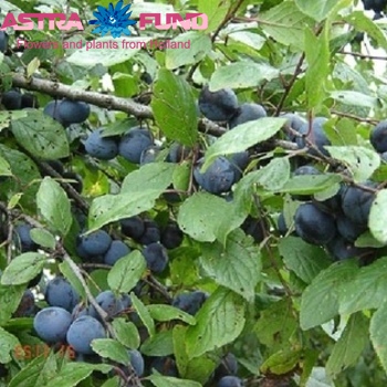Prunus Cer.Morel (Laagstam) Foto