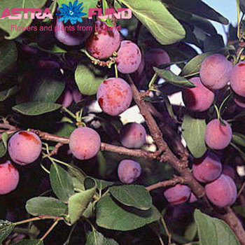 Prunus Pers.Saturn Foto