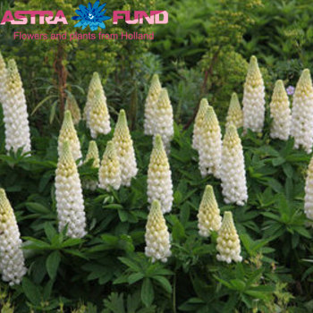Lupinus Noblemaiden фото