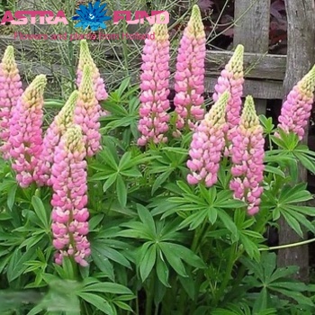 Lupinus The Chatelaine Foto