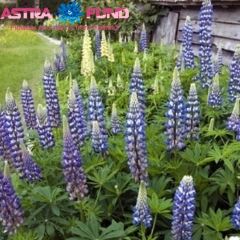 Lupinus The Governor Foto
