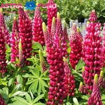 Lupinus The Pages photo