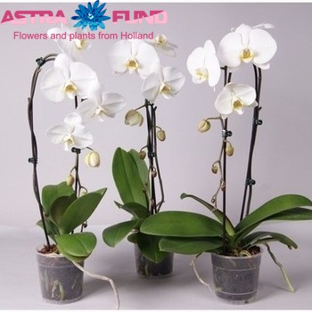 Phalaenopsis Cascade White 2-Tak Foto