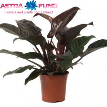 Philodendron Imperial Red Foto