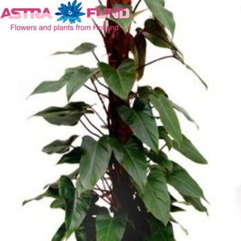 Philodendron Red Emerald Mosspole Foto