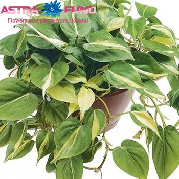 Philodendron Scandens photo
