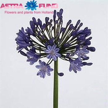 Agapanthus 'Queen of the Ocean' photo