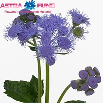 Ageratum houstonianum 'Blue Sensation' zdjęcie