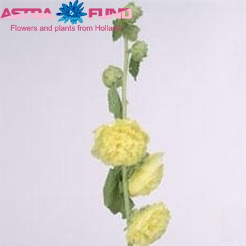 Alcea rosea 'Chaters Double Yellow' Foto
