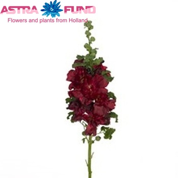 Alcea rosea 'Spring Celebrities Crimson' photo