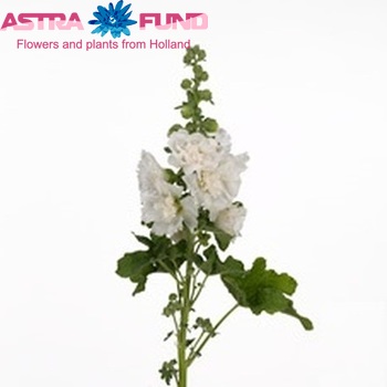 Alcea rosea 'Spring Celebrities White' photo