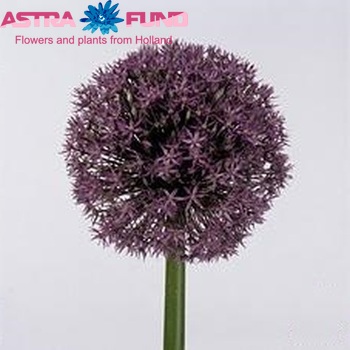 Allium 'Purple Caila' zdjęcie