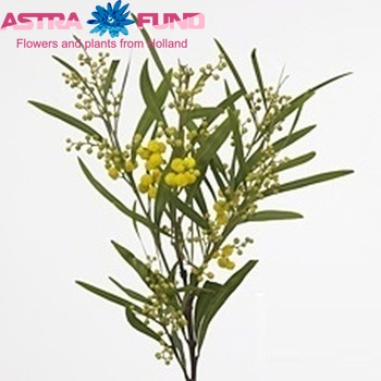 Acacia bloeiend retinodes Foto