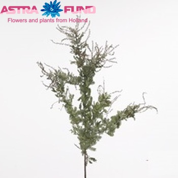 Acacia baileyana groen 'Purpurea' Foto