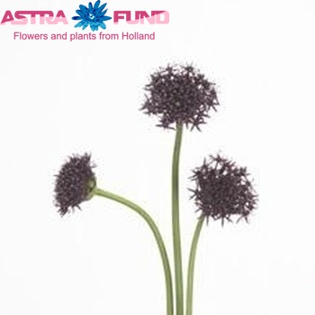 Allium atropurpureum Foto