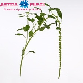 Amaranthus caudatus 'Green Cord' zdjęcie
