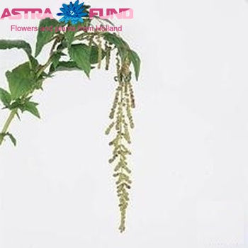 Amaranthus caudatus 'Mira' photo