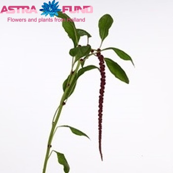 Amaranthus caudatus 'Red Cord' zdjęcie